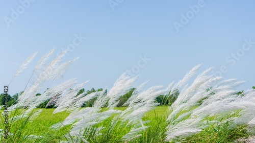 Flower grass in the countryside of Thailand.