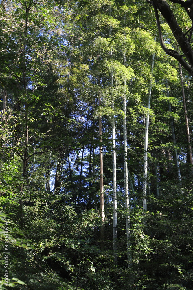 Fotografie The mixed forest in the swamp