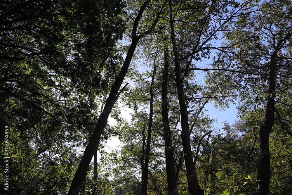 Obraz premium The mixed forest in the swamp
