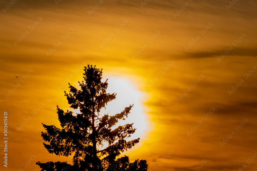 Fototapeta premium Beautiful horizontal texture of a orange and yellow sky with bright white sun and a black silhouette of a fir tree and a bird is on the sunset