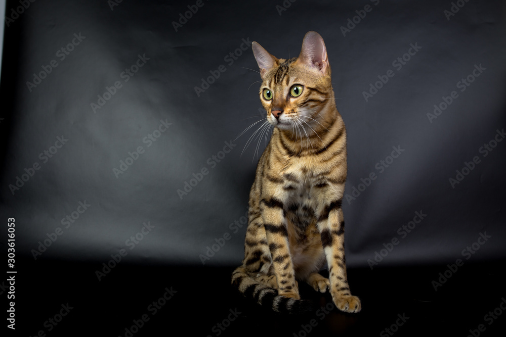 Fototapeta premium Bengal cat on a black background in the studio, isolated, bright spotted cat