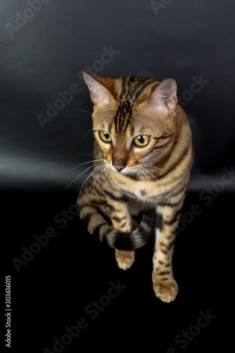 Bengal cat on a black background in the studio, isolated, bright spotted cat