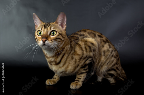 Bengal cat on a black background in the studio, isolated, bright spotted cat © vadimborkin