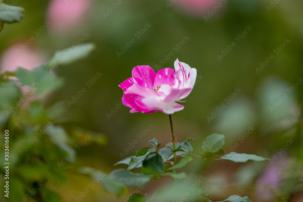 バラの花 千葉県八千代市 日本 バラの花 千葉県八千代市 日本