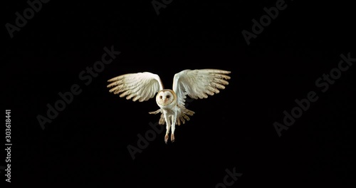 Barn Owl, tyto alba, Adult in flight, Normandy in France, Slow Motion 4K photo