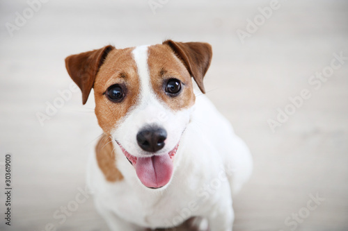 Beautiful Jack Russell Terrier dog sitting on the floor