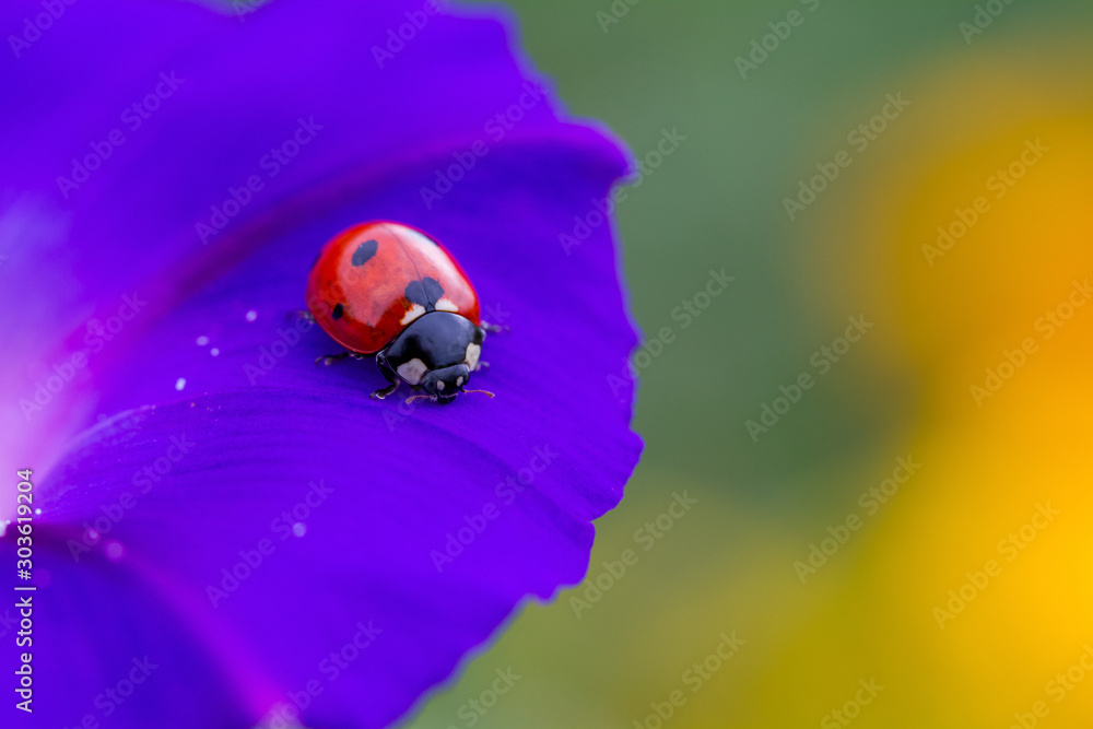 ladybug ladybug
