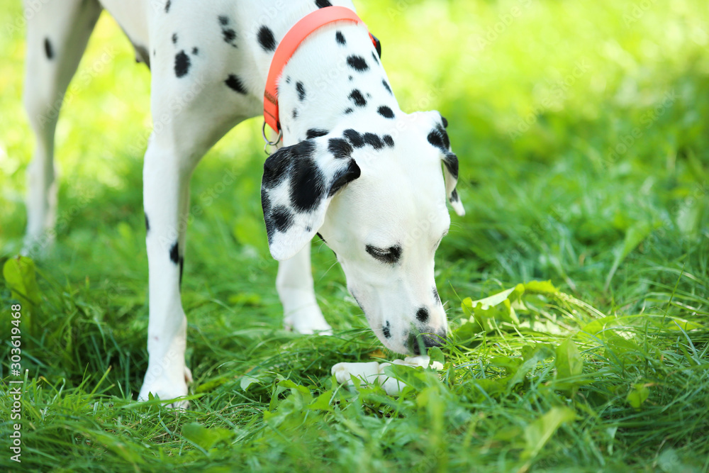 Dalmatian dog standing on the grass in the park
