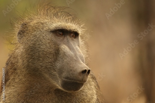 Baboon (Papio ursinus) portrait in Kruger NP. © Honza Hejda