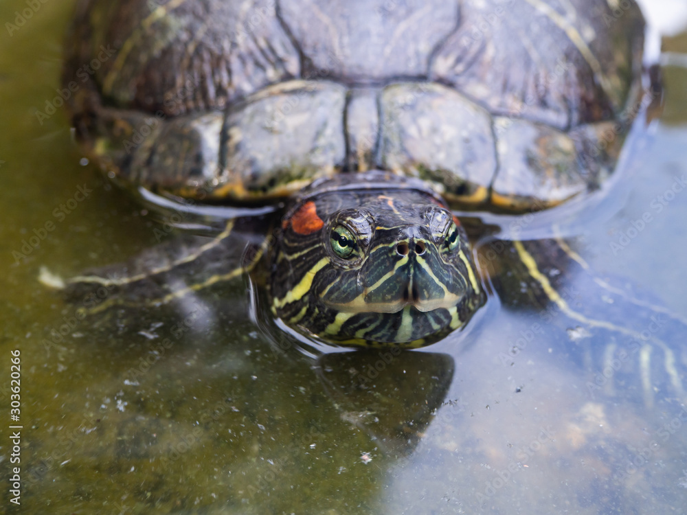 Obraz premium head of a brown tortoise with green eyes close-up. Bali