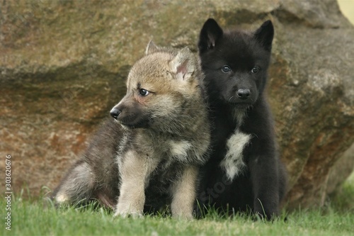 Two gray Northwestern wolfs  Canis lupus occidentalis  also called timber wolf sitting before a rock.