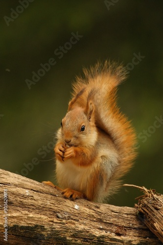 A red squirrel (Sciurus vulgaris) also called Eurasian red sguirrel sitting in branch in a green forest. Squirrel head with a green background. © Honza Hejda