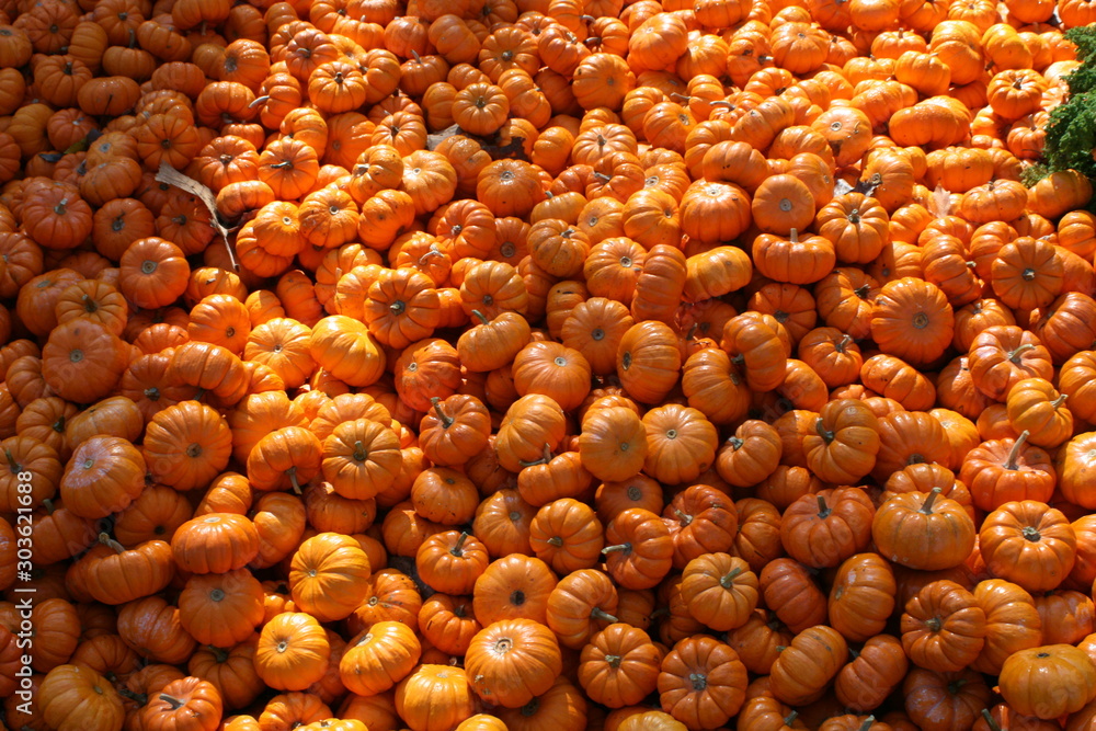 Φωτογραφία A Plethora of Mini Pumpkins