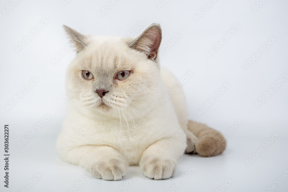 British beige, Lilac, white,Color Point, cat isolated on a white background, studio photo