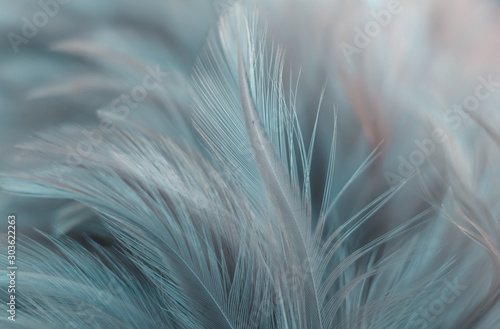 Obraz na plátne Blur Bird chickens feather texture for background, Fantasy, Abstract, soft color of art design