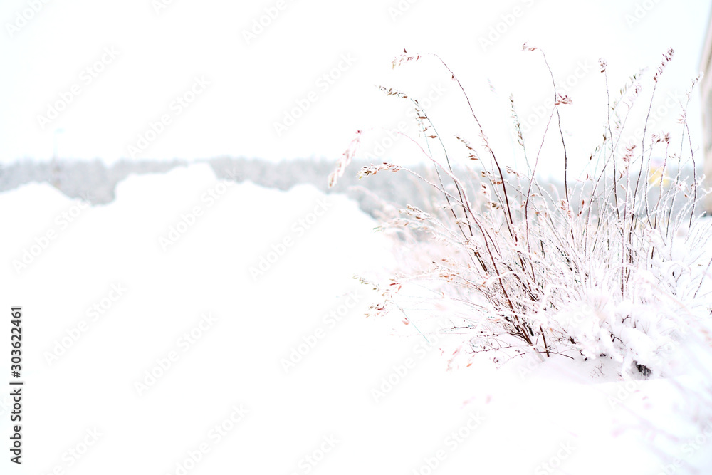 Snow-covered shrubbery and large white snowdrifts