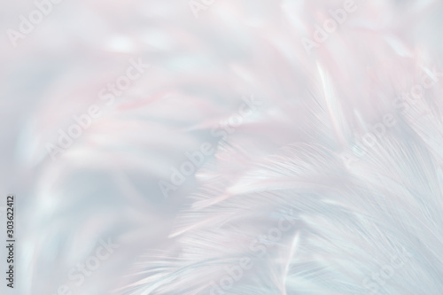 Blur Bird chickens feather texture for background, Fantasy, Abstract, soft color of art design. photo