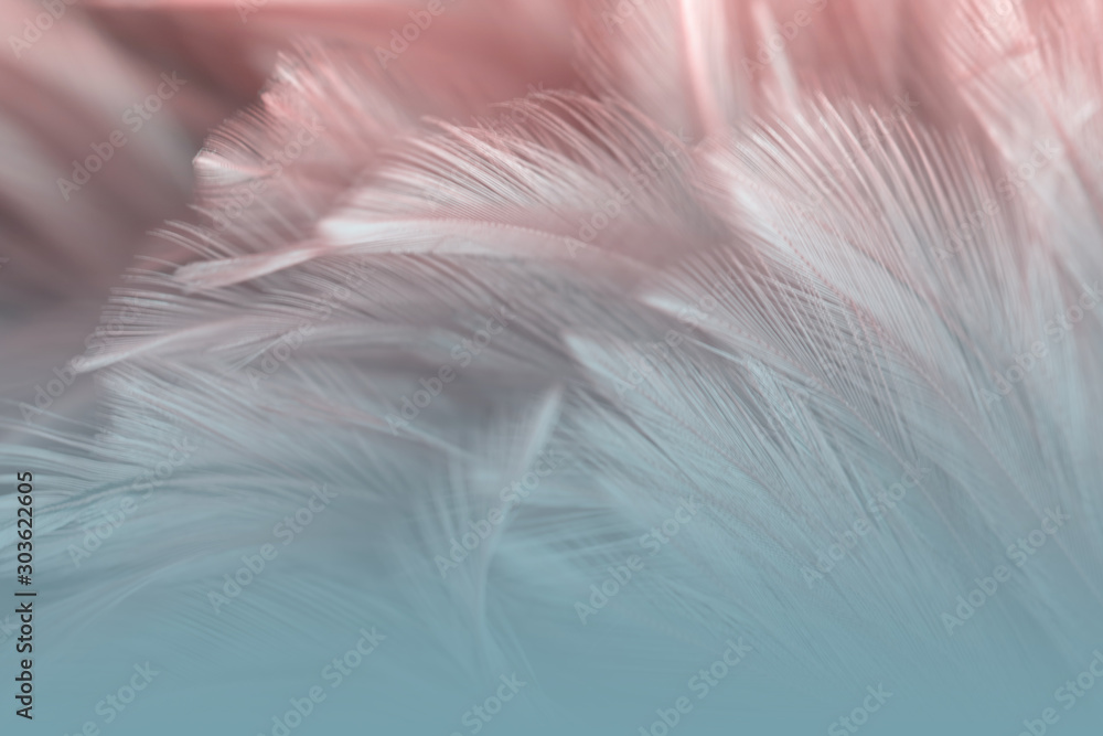 Fototapeta Blur Bird chickens feather texture for background, Fantasy, Abstract, soft color of art design.