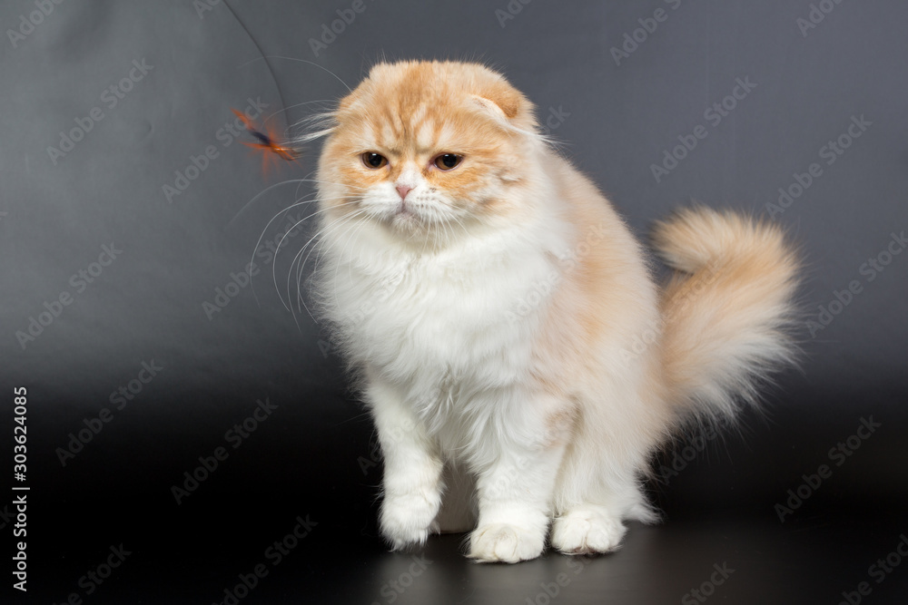 Fold long-haired ginger cat on a black background, studio photo