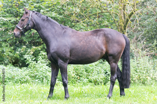 Foto Sunny: gelding, from Sandro Hit /  Macho XX
