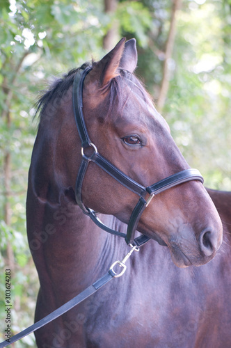 Sunny: gelding, from Sandro Hit /  Macho XX © Jacques