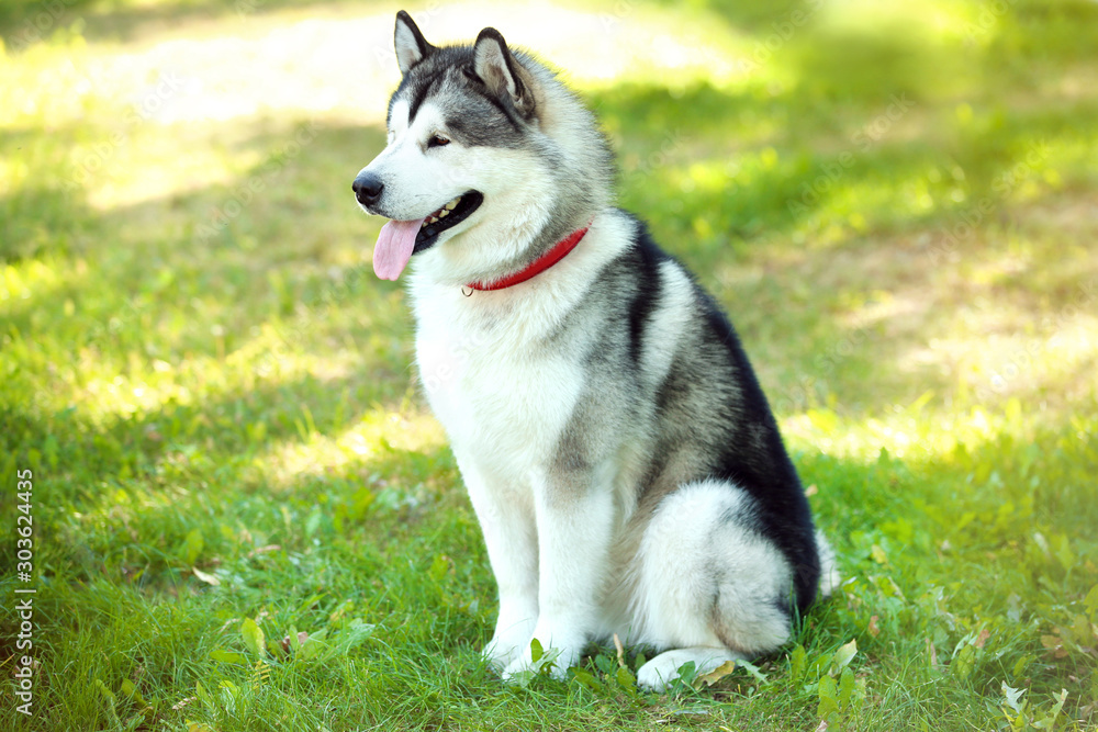 Malamute dog sitting on the grass in park