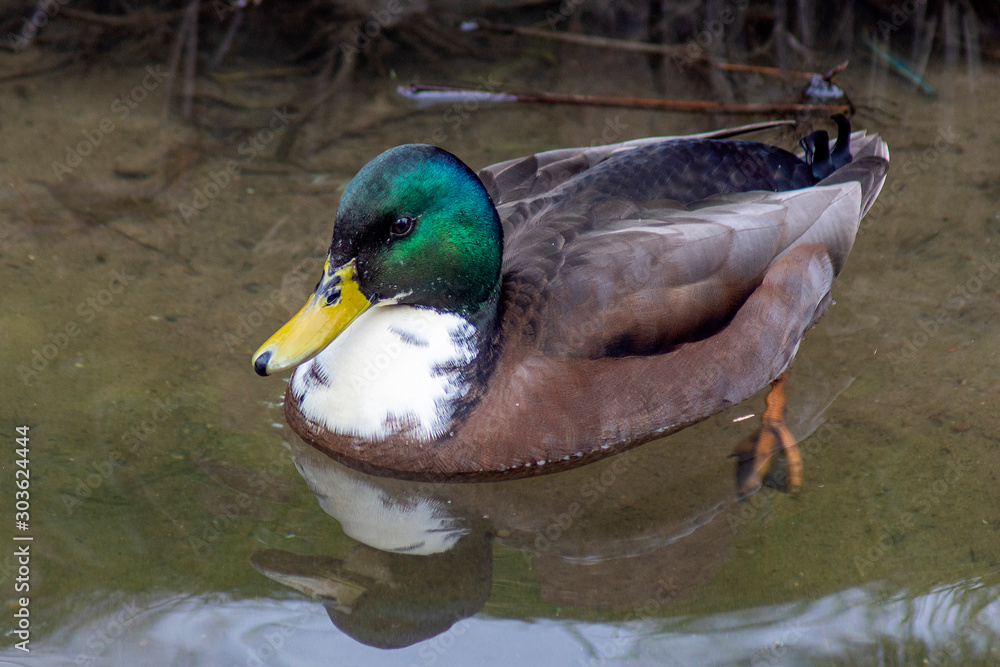 Fototapeta premium kaczor