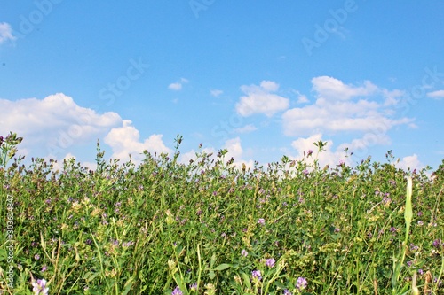 Field of flowers and blue sky