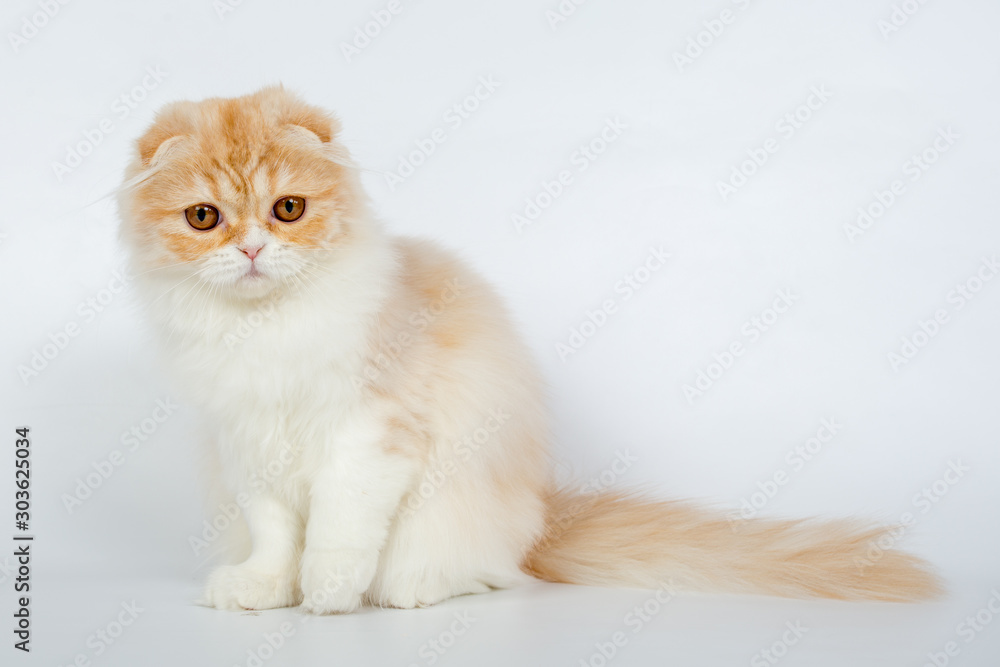 Fototapeta premium Fold long-haired ginger cat on a white background, studio photo