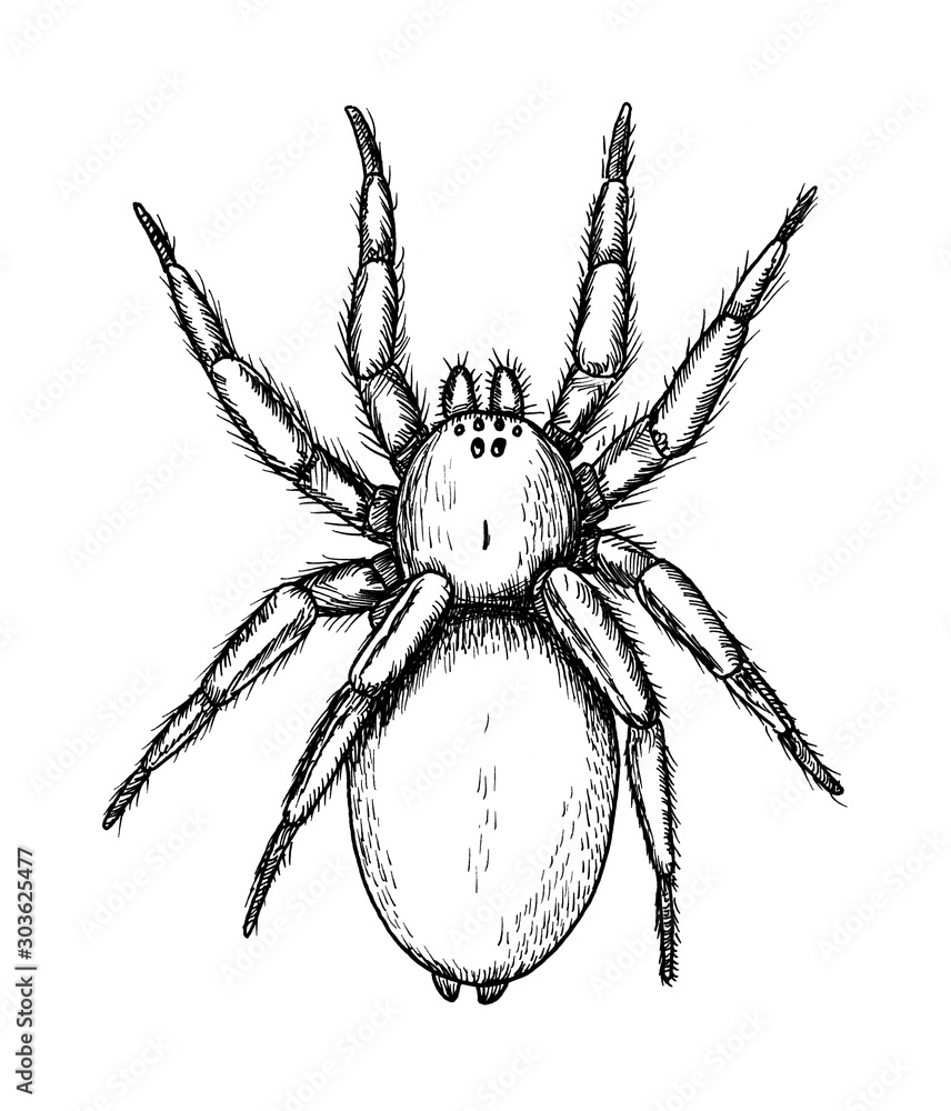 Drawing of so called Ground spider. Sketch of spider of zelotes species, black and white illustration Drawing of so called Ground spider. Sketch of spider of zelotes species, black and white illustration