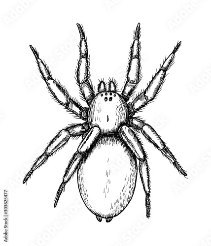 Drawing of so called Ground spider. Sketch of spider of zelotes species, black and white illustration