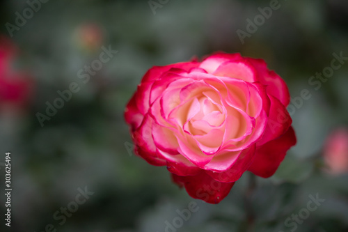 バラの花 千葉県八千代市 日本