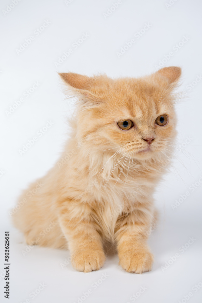 British longhair cat, kittens, red, isolated, photo studio