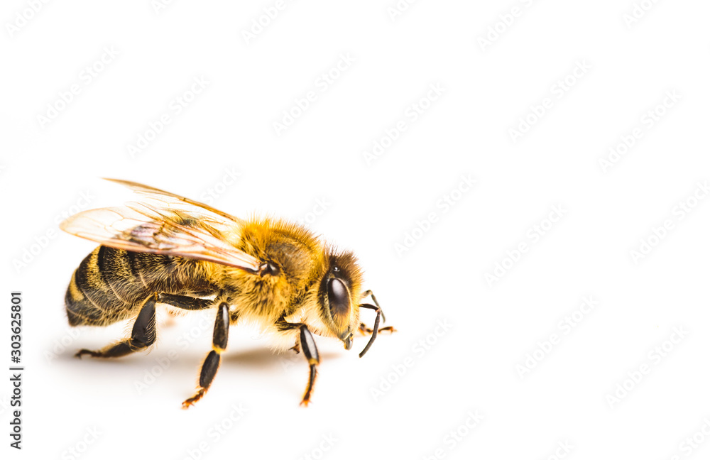 Foto Honey bee macro, isolated on white background