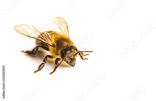 Fotografia Honey bee macro, isolated on white background