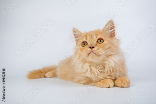 British longhair cat, kittens, red, isolated, photo studio © vadimborkin