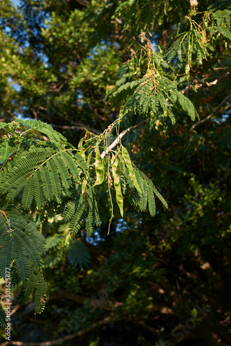 Albizia julibrissin