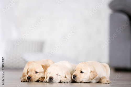 Beautiful labrador puppies at home © 5second