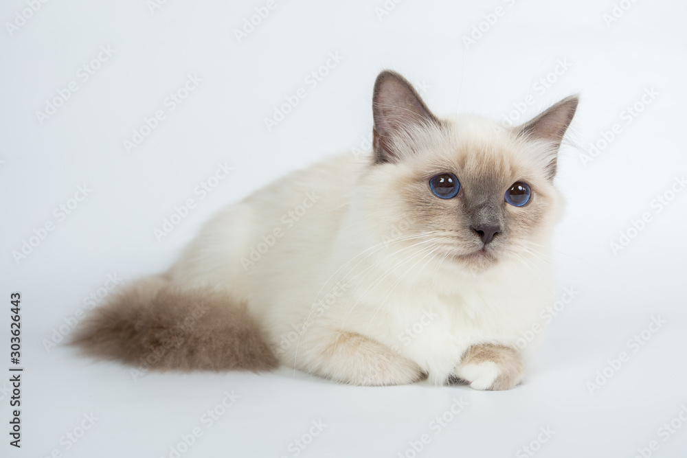 Sacred Birman Cat, birma isolated on a white background, studio photo