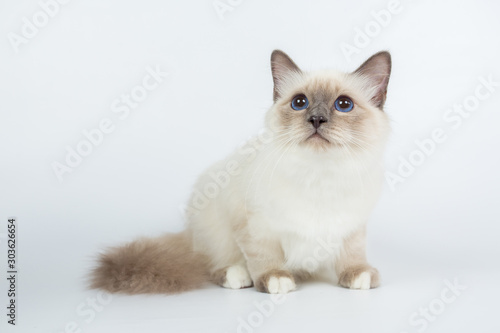 Sacred Birman Cat, birma isolated on a white background, studio photo