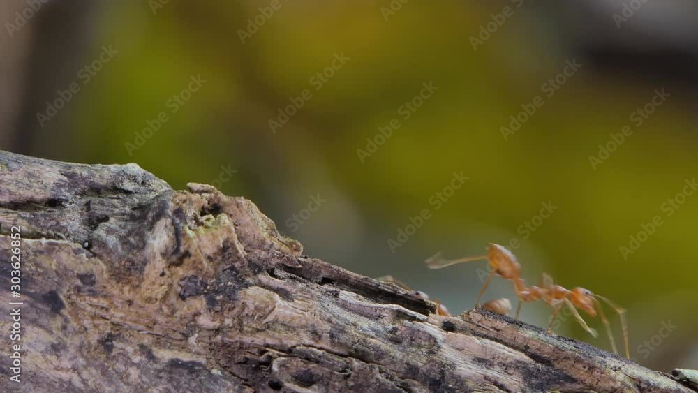 Red ant (Oecophylla smaragdina Fabricius) on branch in tropical rain forest. Red ant (Oecophylla smaragdina Fabricius) on branch in tropical rain forest.