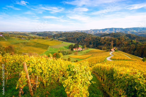 Vineyards with a autumn in Spicnik, Slovenia