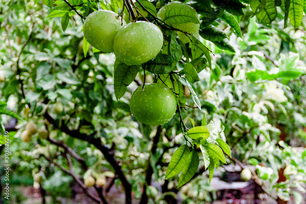 Green color lemons or limes on tree with rain drops. Gardening harvesting south country concept