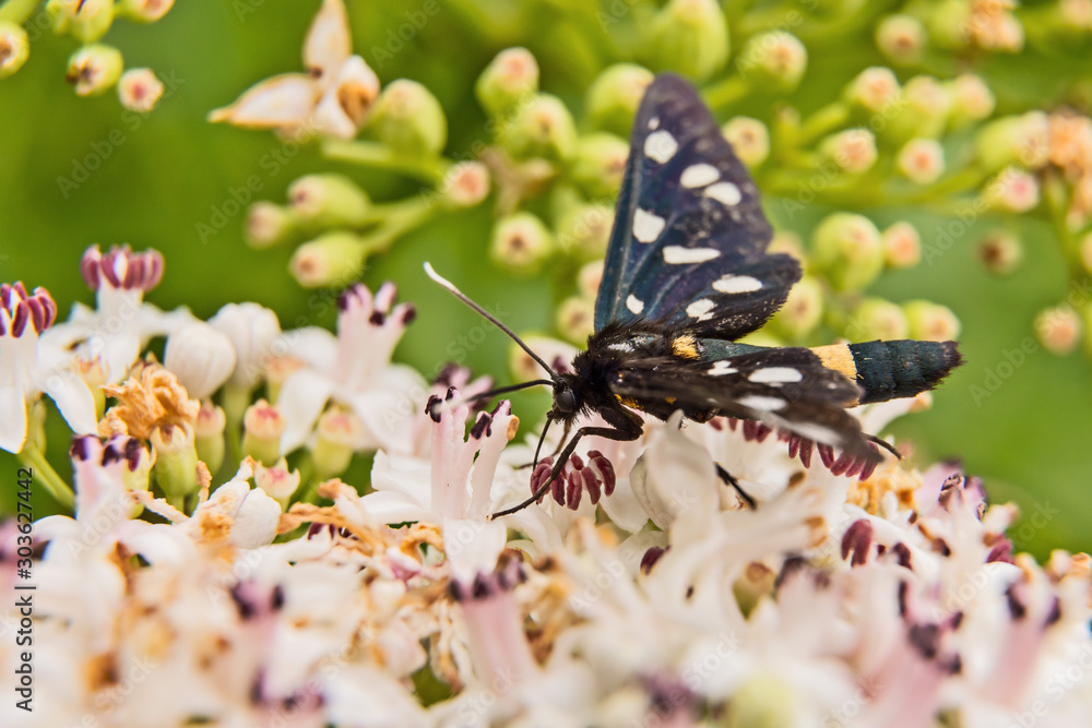 black butterfly on white flower and green leaves black butterfly on white flower and green leaves