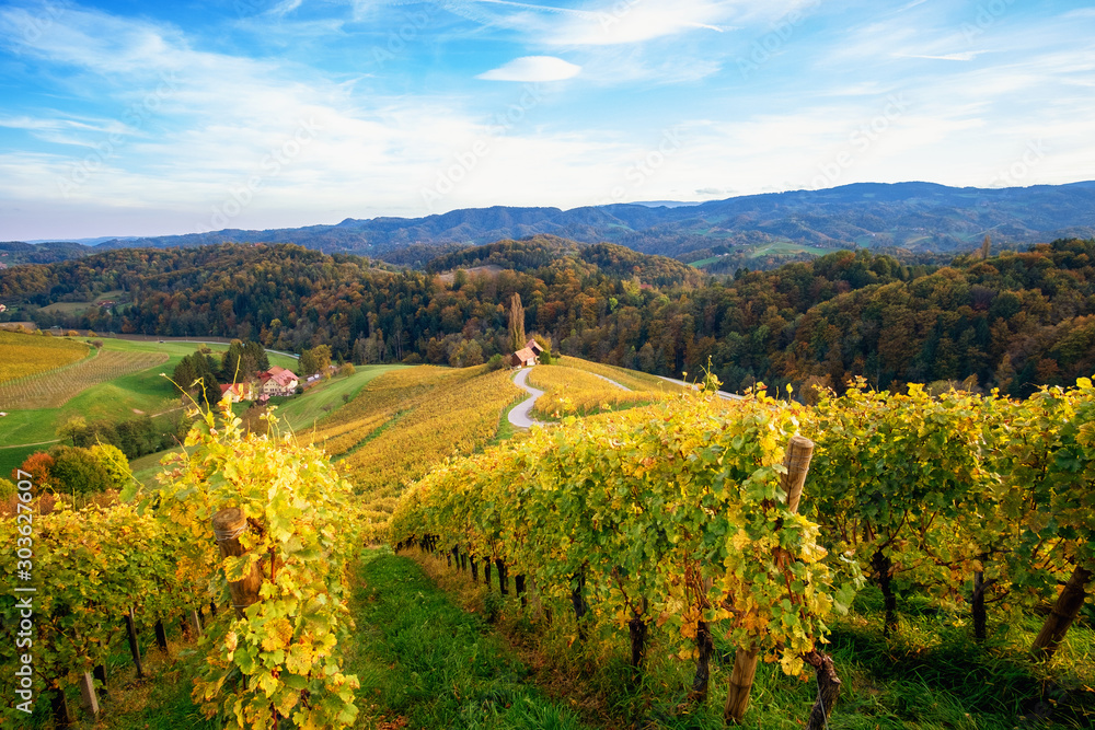 Vineyards with a autumn  in Spicnik, Slovenia
