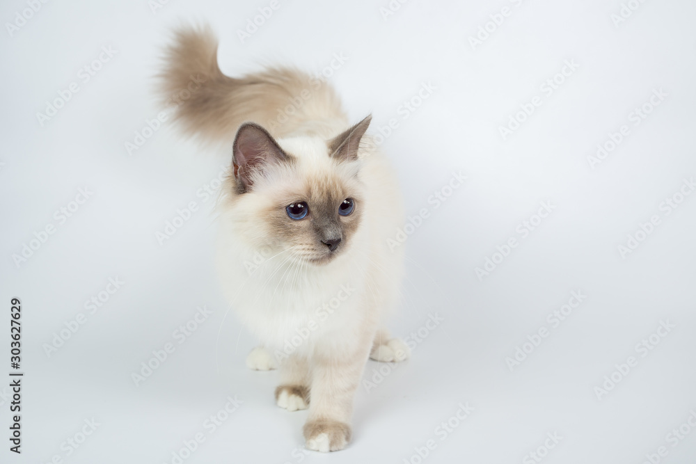 Obraz premium Sacred Birman Cat, birma isolated on a white background, studio photo