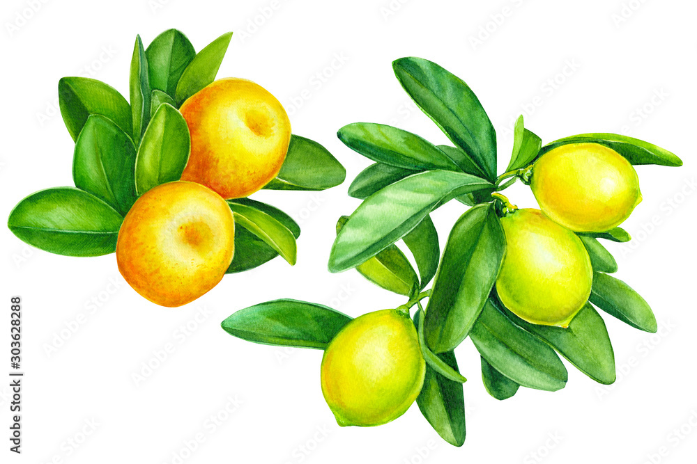 tangerines and  lemons on a branch with green leaves, greeting card, watercolor illustration on isolated white background