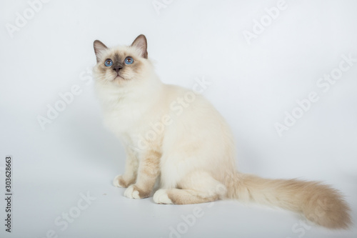 Sacred Birman Cat, birma isolated on a white background, studio photo
