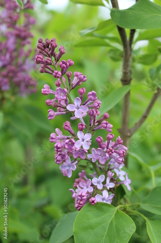 Purple flowers in the garden