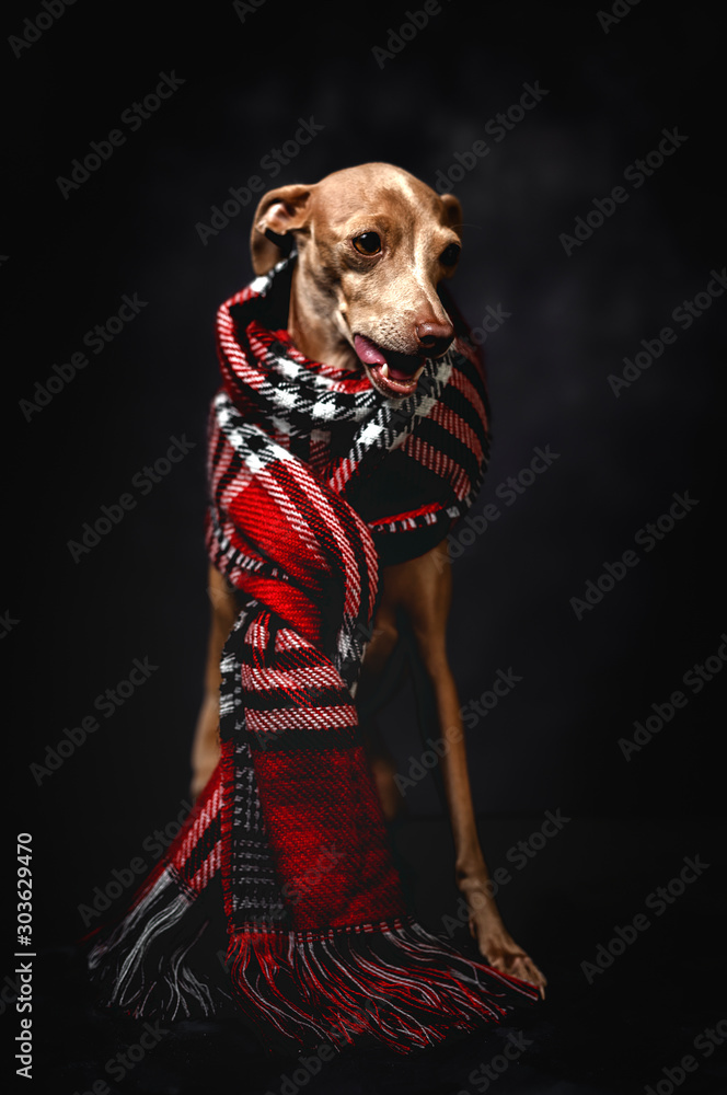Funny dog with red plaid scarf